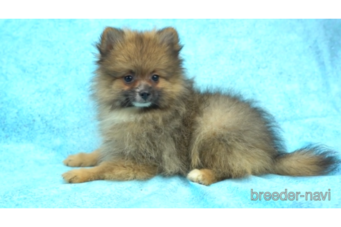 成約済の東京都のポメラニアン-154175の4枚目